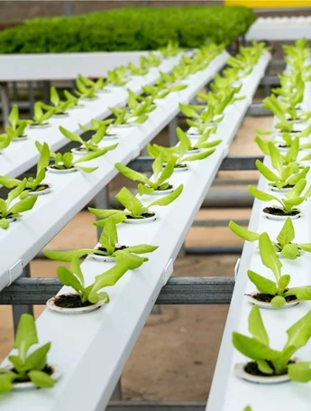 From Seed to Harvest